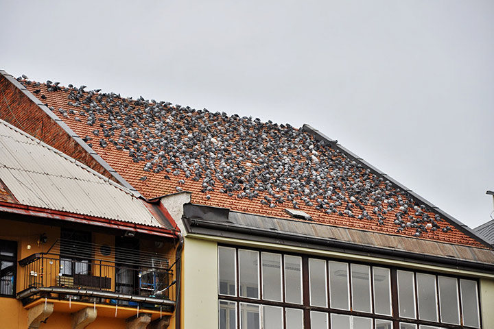 A2B Pest Control are able to install spikes to deter birds from roofs in Whitworth. 