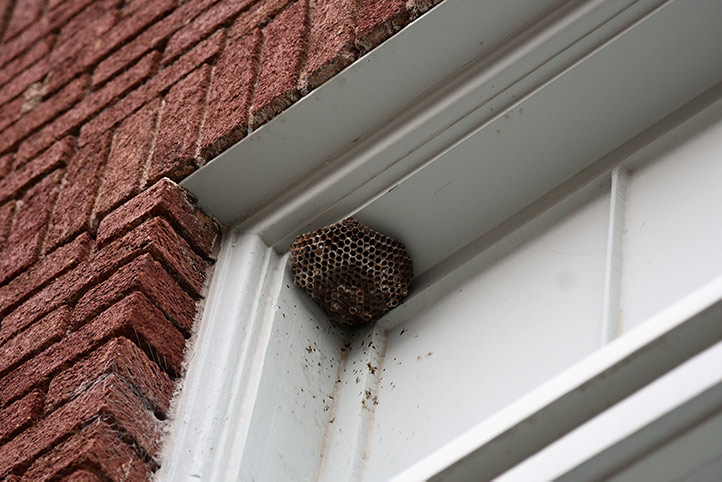 We provide a wasp nest removal service for domestic and commercial properties in Whitworth.
